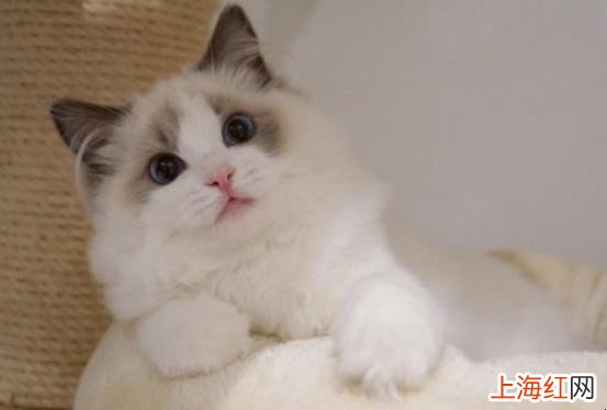 猫的品种有哪些