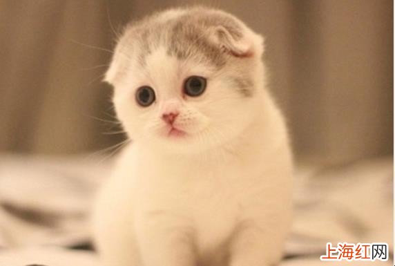 猫的品种有哪些
