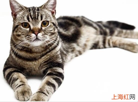 猫的品种有哪些