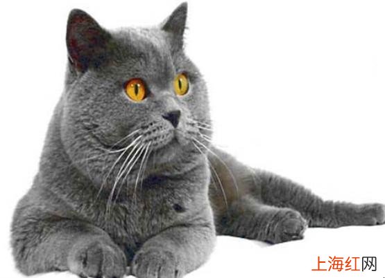 猫的品种有哪些