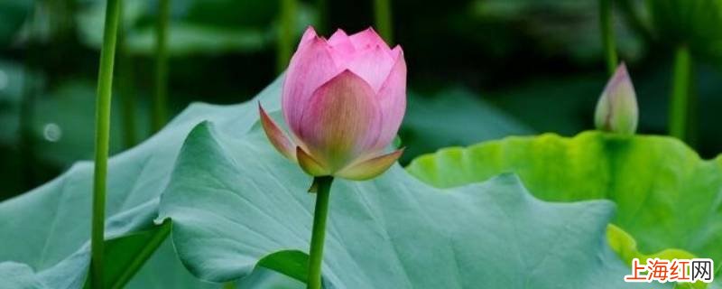 广州哪些公园有荷花看