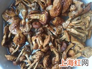 滑菇怎么炒