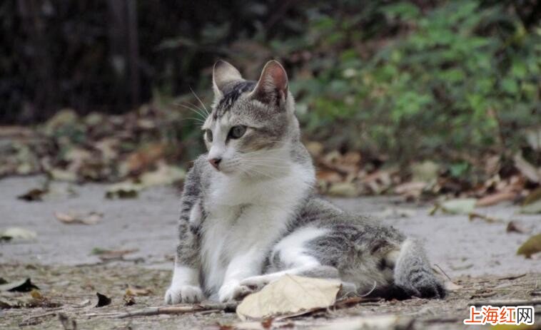 野猫抓伤要打疫苗吗
