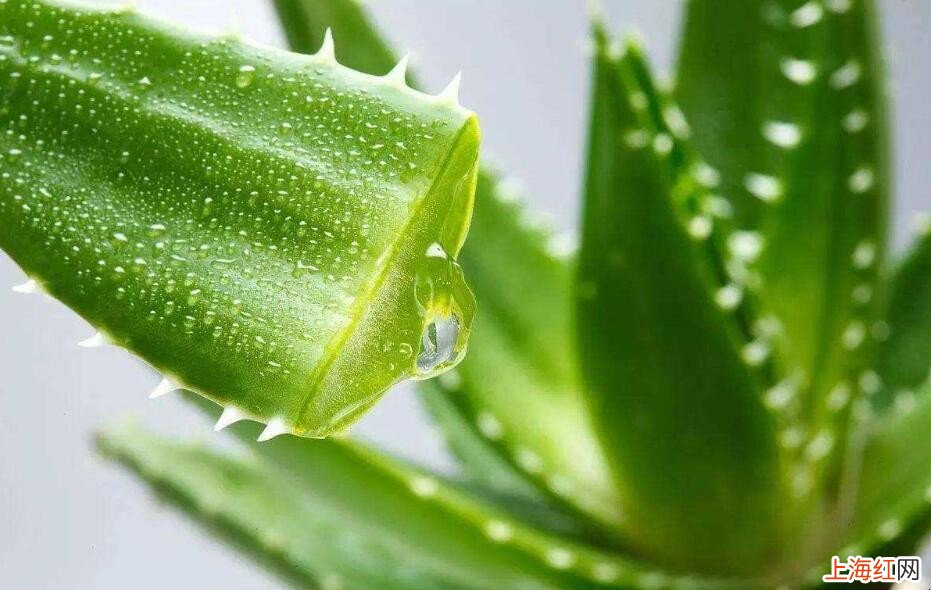 芦荟有什么护肤用处