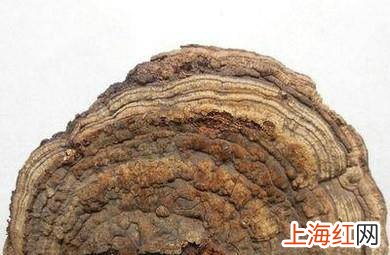 平盖灵芝的功效服用方法