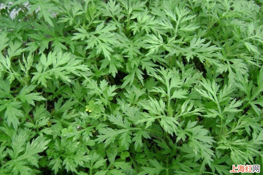 可以有效驱蚊的植物有哪些
