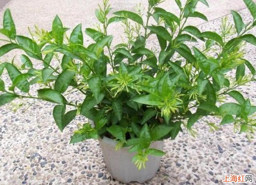 可以有效驱蚊的植物有哪些