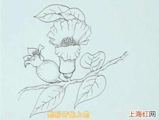 石榴花简笔画怎么画