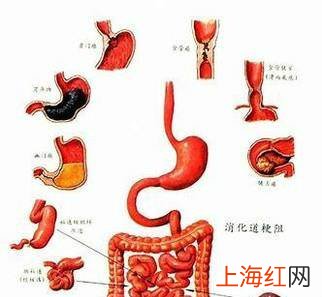 怎样通过提高基础代谢率来减肥