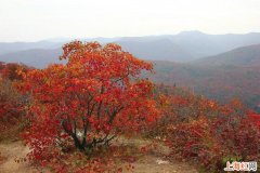 香山看红叶最佳时间是什么时候