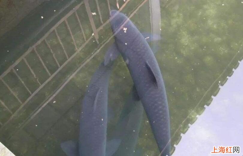 海竿钓青鱼的技巧是什么