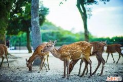 日本最著名的旅游胜地是哪些