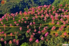 无量山樱花什么时候开