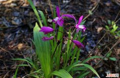 野生白芨主要生长在哪些地方