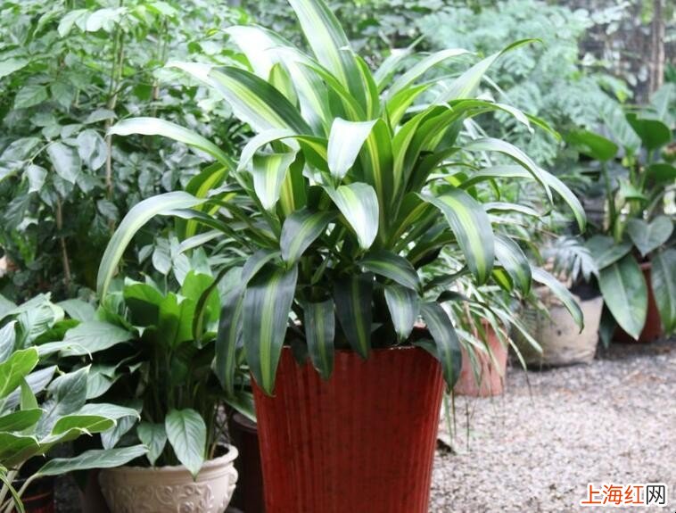 除甲醛植物有哪些