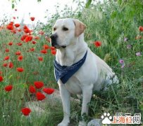 拉布拉多幼犬怎么训练 拉布拉多怎么训练定点大小便