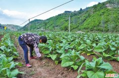 复合肥种菜如何使用