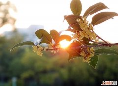 桂花怎么做茶叶