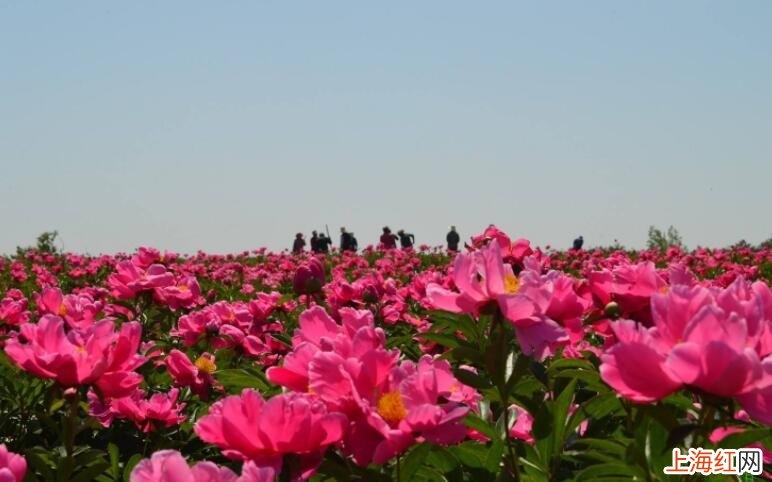 芍药块根怎么种植