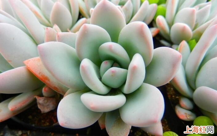 多肉植物叶子烂掉怎么办