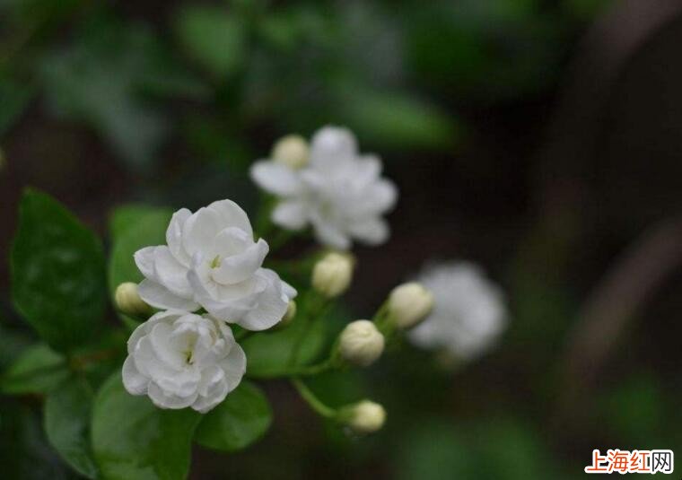 有哪些漂亮又好养的植物