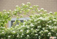 七里香和九里香的区别