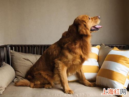 洗衣液只能洗衣服 什么牌子的洗衣液除菌效果好