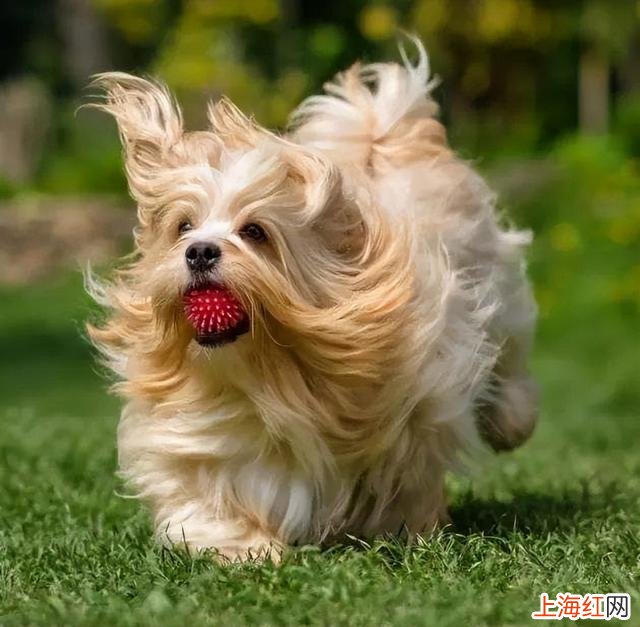 为什么饲养哈瓦那犬 哈瓦那犬怎么越养越健康