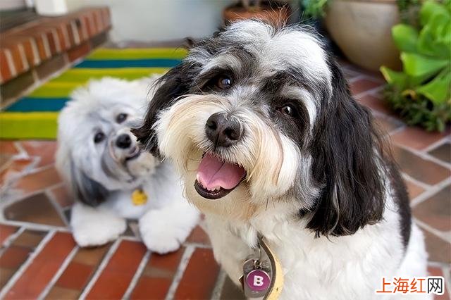 为什么饲养哈瓦那犬 哈瓦那犬怎么越养越健康