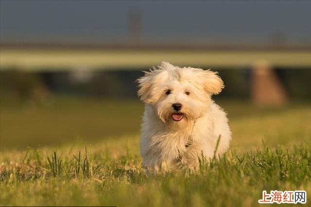 为什么饲养哈瓦那犬 哈瓦那犬怎么越养越健康