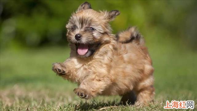 为什么饲养哈瓦那犬 哈瓦那犬怎么越养越健康