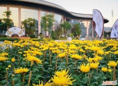 三明洋溪菊花展地址在哪