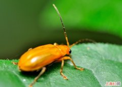 夏天家里怎么防虫