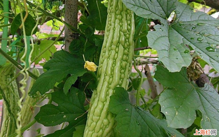 苦瓜的种植方法是什么