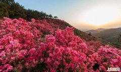 杜鹃花怎么养殖