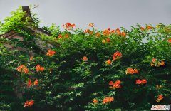 凌霄花是不是常绿植物