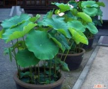 水缸里怎么种植莲藕