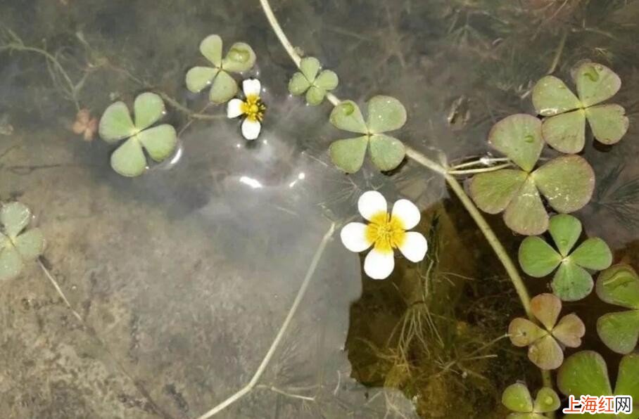 河里常见的水草有哪些