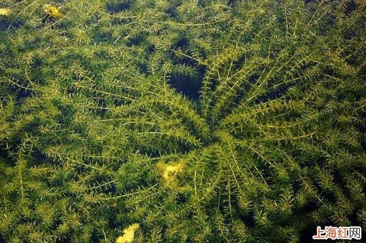 河里常见的水草有哪些