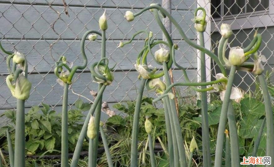 分葱和香葱的区别在哪