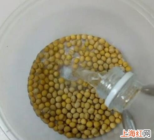 黄豆芽怎么种