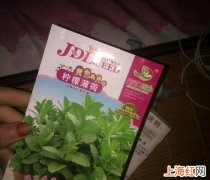 薄荷种子咋种