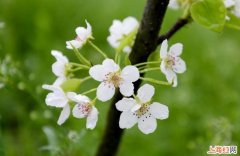 春雨花的养殖方法是什么