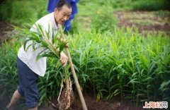 香姜种植技术是什么