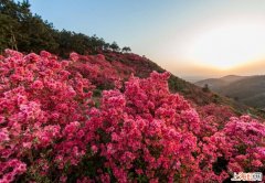 杜鹃花不开花是什么原因