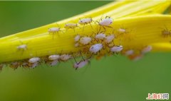 白蚜虫怎样去除