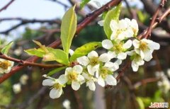 茉莉花的种植方法是什么