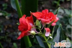 凤仙花如何养护