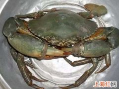 怎么分辨青蟹死了没