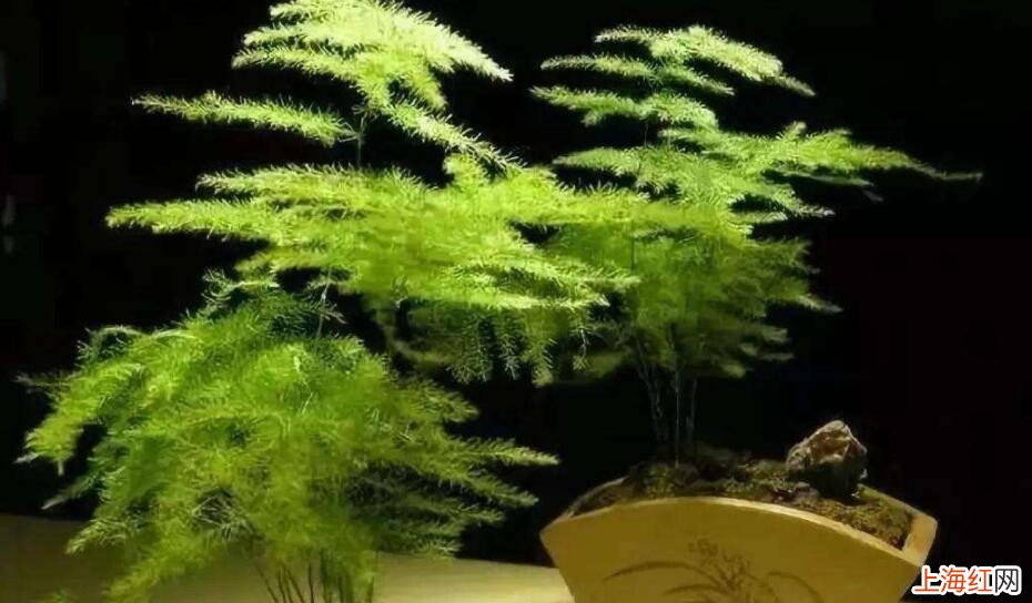 文竹冬天怎么养